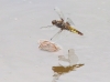 J16_2068 Libellula depressa fem ovip